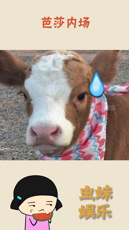 娱乐吃瓜酱笑,揭秘娱乐圈那些鲜为人知的幕后故事